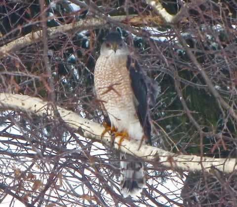 Sharp-shinned hawk