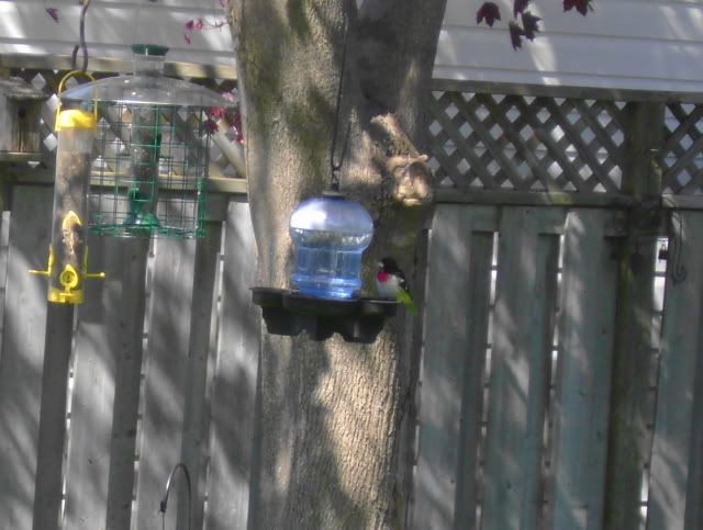 rose-breasted grosbeak
