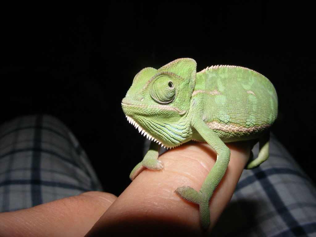 Chameleons Hands