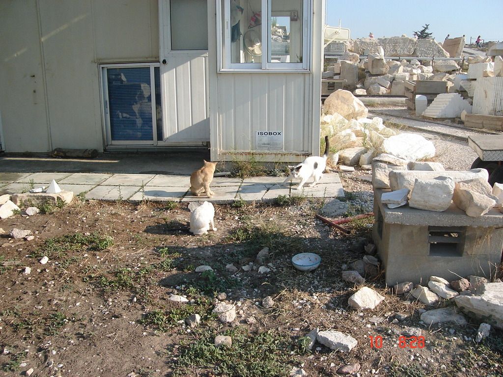 cats%20on%20acropolis_zpsaoiawsct.jpg