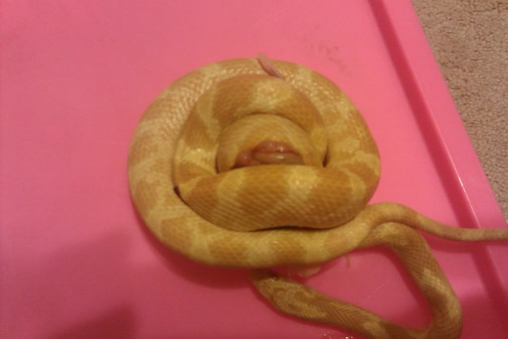 IMAG0312.jpg