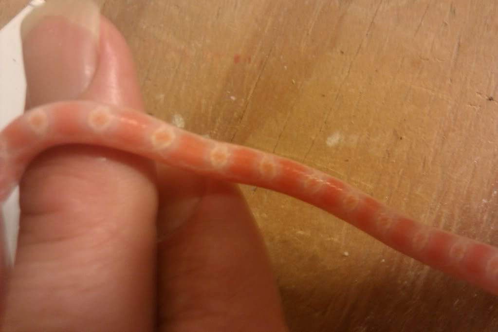 IMAG0415.jpg