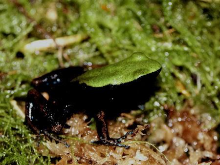 Green Mantella Frog