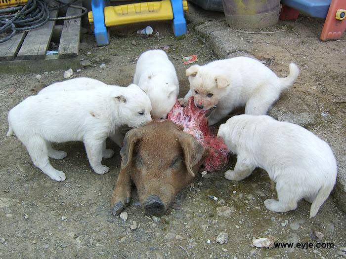 cute_puppies_eating_a_pig_head.jpg