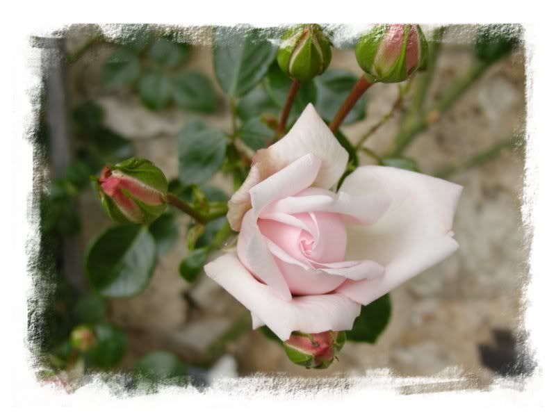 rose flower photo: Flower rose.jpg