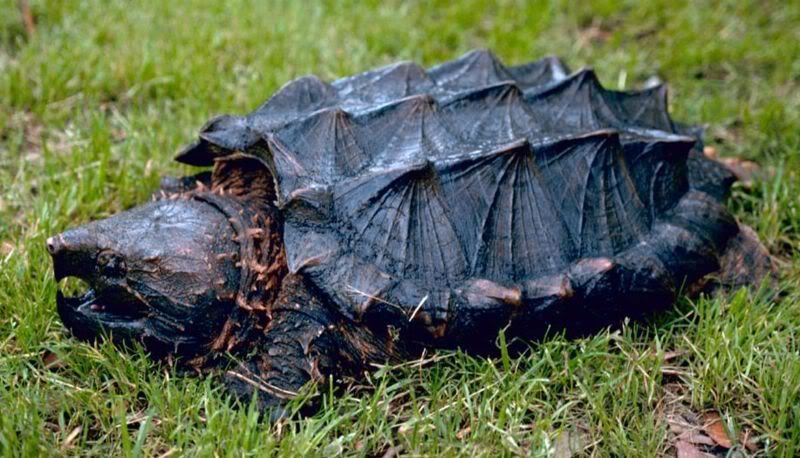 800px-Alligator_snapping_turtle.jpg?