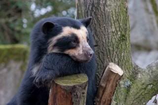  photo SpectacledBear5_zpsb63f08a1.jpg