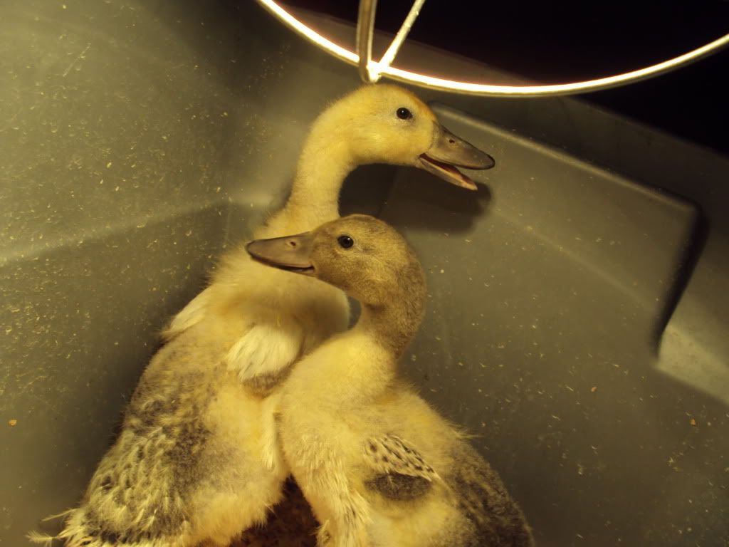 What age can ducklings go outside? BackYard Chickens Learn How to