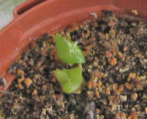 Saguaro Cactus Seedling