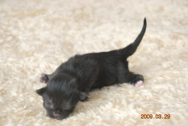 DSC_1914.jpg 3:an, pojke 117 gram, svart picture by marinettes