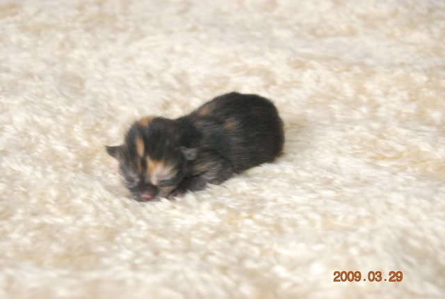 DSC_1916.jpg 4:an, flicka 85 gram, svartsköldpadda picture by marinettes