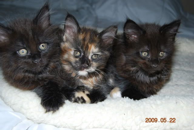 DSC_2773.jpg Cooper, Candy och Cozter, 8 v picture by marinettes