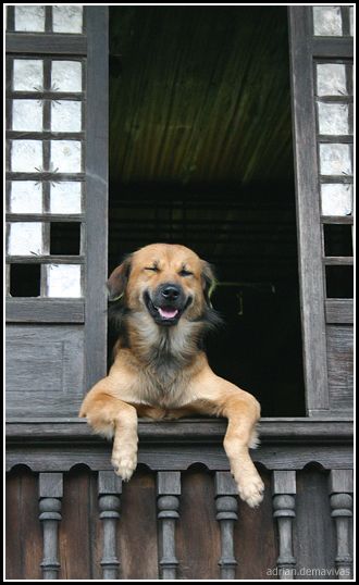 dias felices dias felices