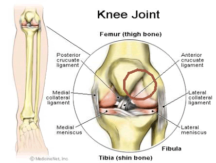 knee_joint-compressed-gif.gif