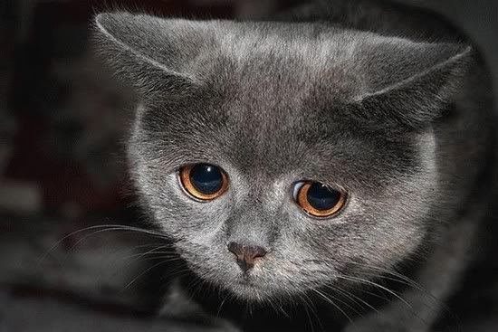 sad cat photo: sad cat sadcat.jpg