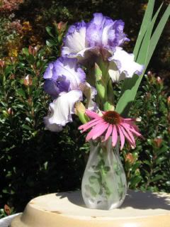 Iris Hemstiched and Echinacea Prima Donna