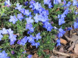 Lithodora