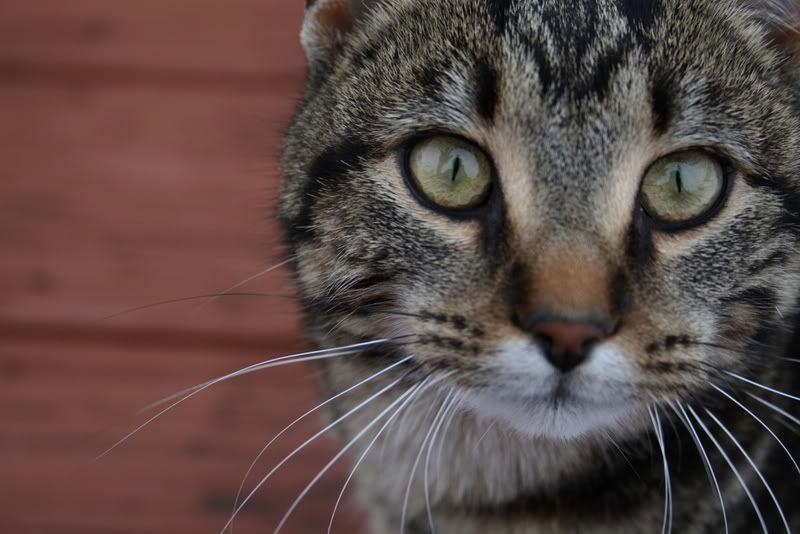 IMAGE: http://i245.photobucket.com/albums/gg59/SwiftFootTim/Cats/Tiger.jpg