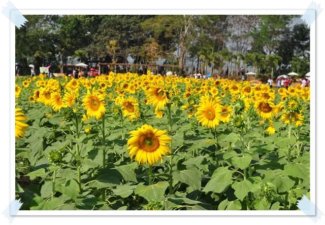 26 ธ ค 2552 เที่ยวจิมทอมป์สันฟาร์มครับ