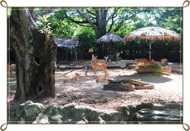 ไปเที่ยวสวนสัตว์เขาดินครับ 7 พ ย 52