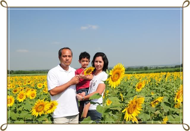 ทุ่งทานตะวัน 15 พ ย 52