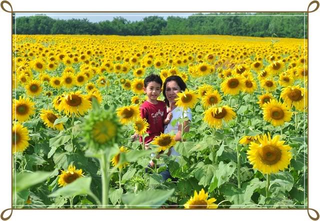 ทุ่งทานตะวัน 15 พ ย 52