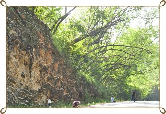 ทุ่งทานตะวัน 15 พ ย 52