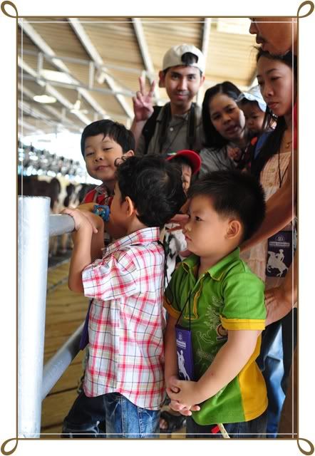 11 12 ธ ค 52 ฟาร์ม ชคชัย Palio Primo posto