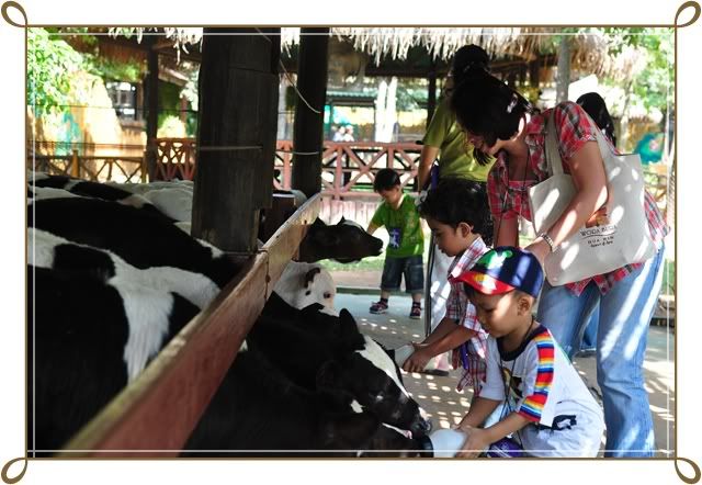 11 12 ธ ค 52 ฟาร์ม ชคชัย Palio Primo posto