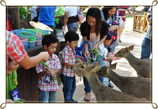 11 12 ธ ค 52 ฟาร์ม ชคชัย Palio Primo posto