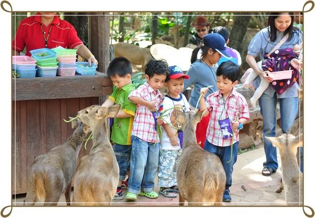 11 12 ธ ค 52 ฟาร์ม ชคชัย Palio Primo posto