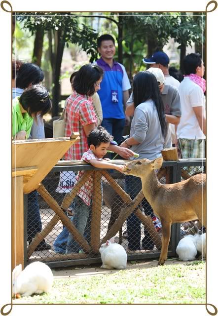 11 12 ธ ค 52 ฟาร์ม ชคชัย Palio Primo posto