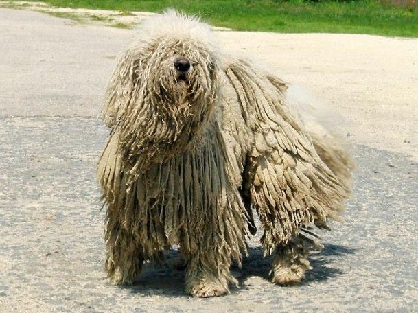 Komondor-Dog-609x456_zpse80084da.jpg