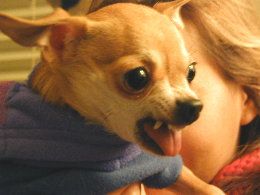 angry-chihuahua_zps22d2128e.jpg