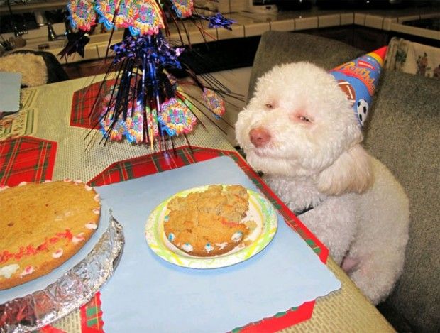 stoned-party-dog-620x469_zpsa08678fc.jpg