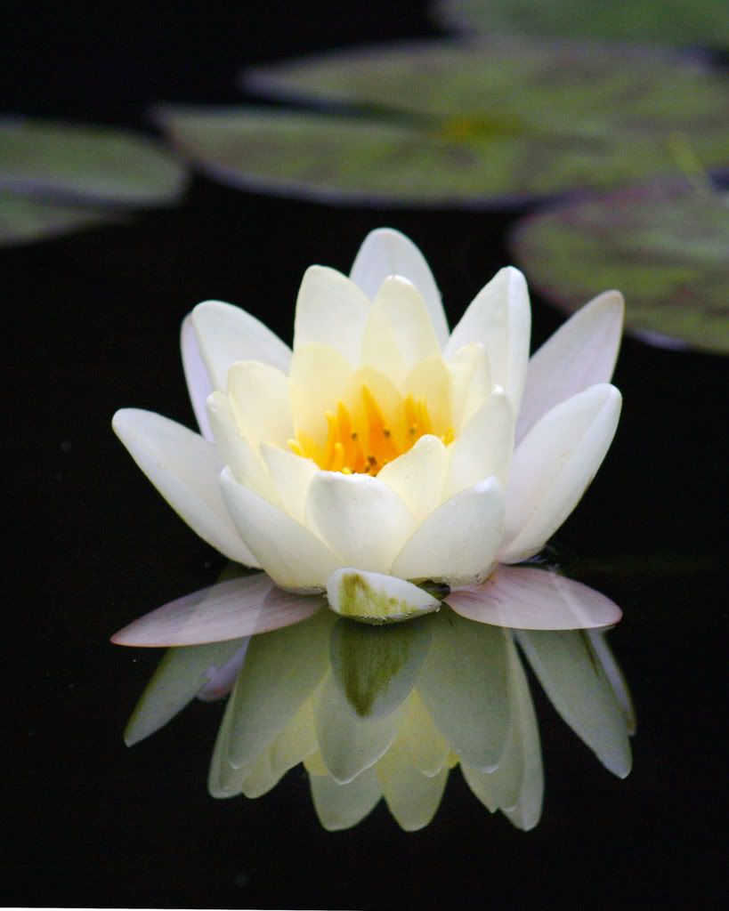 lotus blossom photo: Lotus Blossom Lotusblossom.jpg