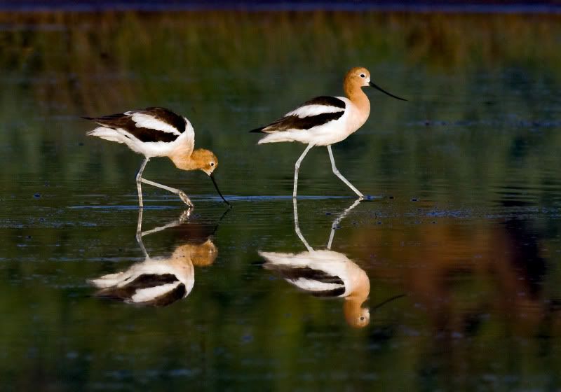 AmericanAvocetPAIR11X141.jpg