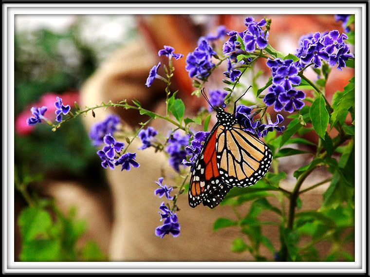 IMAGE: http://i245.photobucket.com/albums/gg62/Stargazer_54/butterfly3framedcopy.jpg