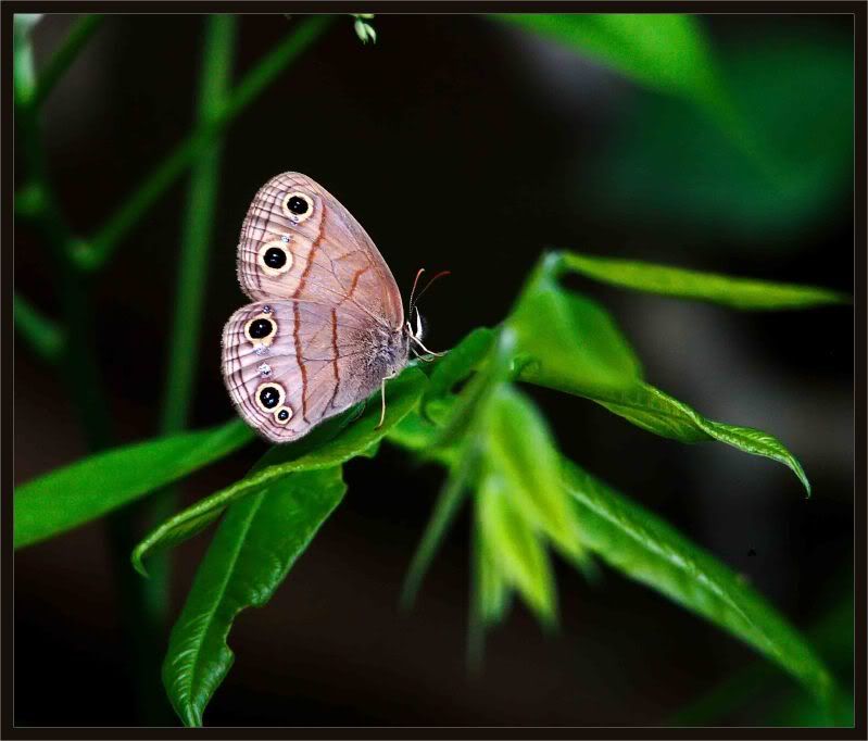 IMAGE: http://i245.photobucket.com/albums/gg62/Stargazer_54/butterfly41710_web.jpg