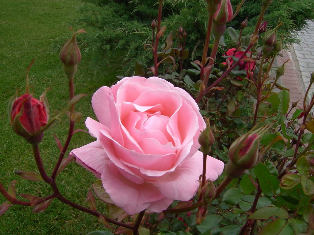 PICT0628.jpg