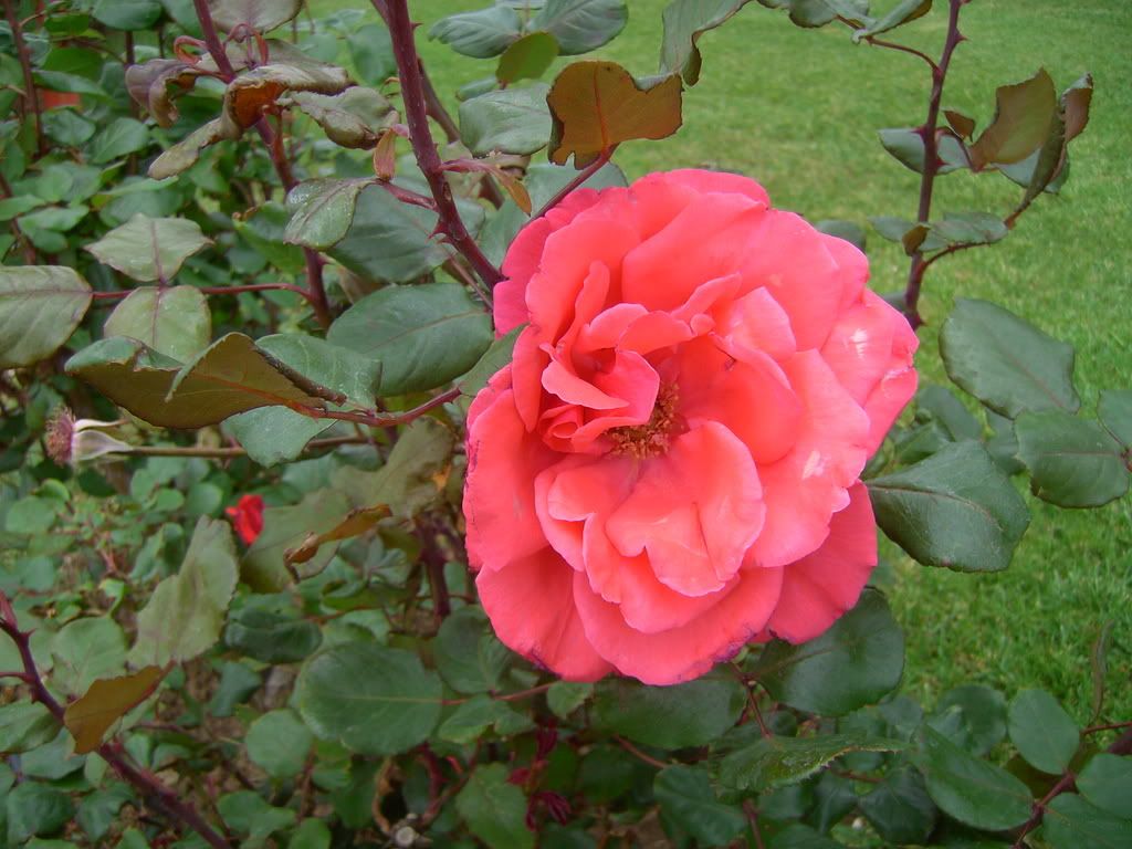 PICT0629.jpg