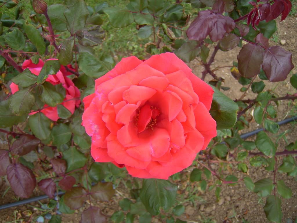 PICT0631.jpg