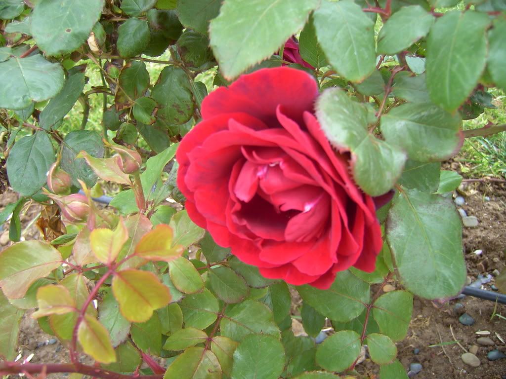 PICT0634.jpg