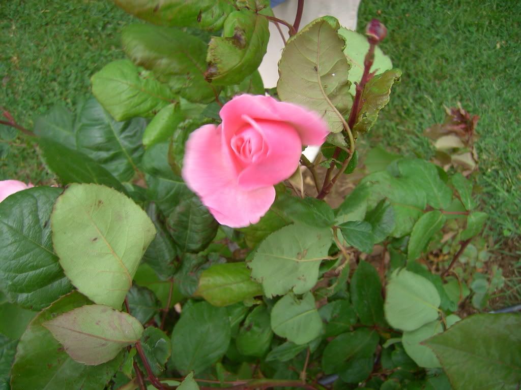 PICT0638.jpg