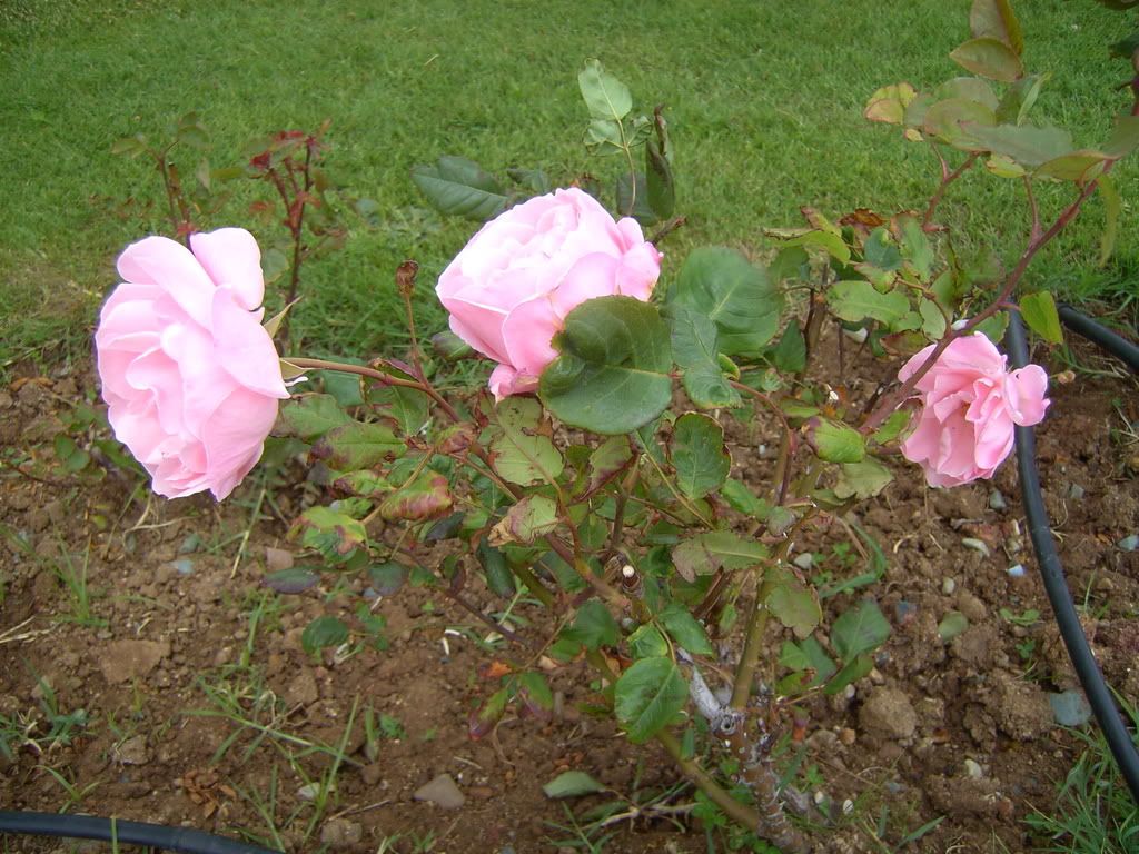 PICT0642.jpg