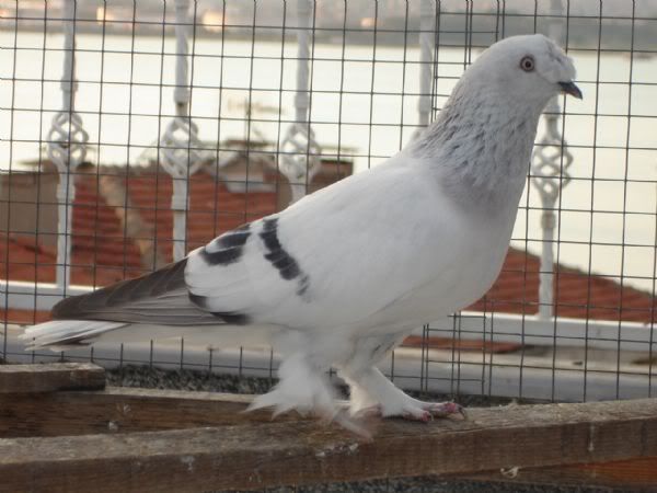 guvercin_7.jpg