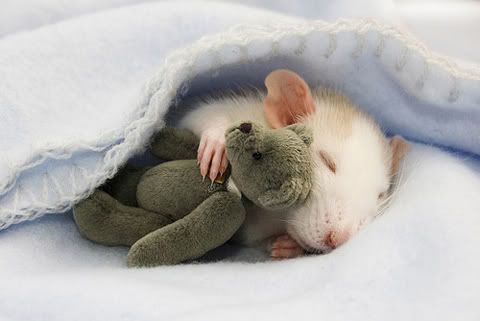 Cutest-Rats-13.jpg