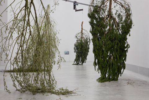photo Michael-Sailstorfer-Forst-2010-Berlinische-Galerie-2012_zpsbfc1c9c4.jpeg