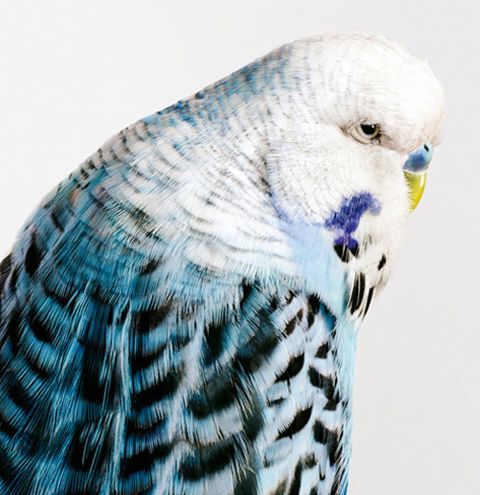 Barnaby-Rudge Leila Jeffreys parrots photography