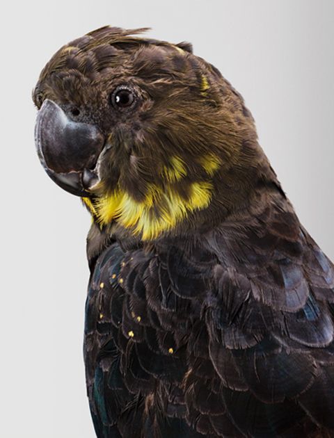 Leila Jeffreys parrots photography